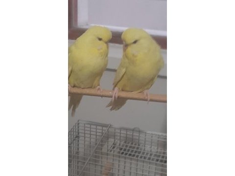 Muhabbet kuşu show jumbo