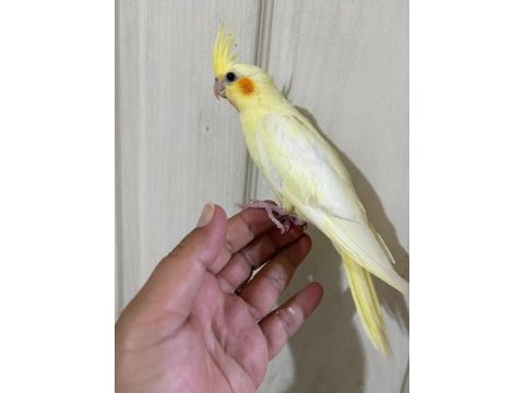 47 günlük kusursuz lutino bebek sultan papağanı