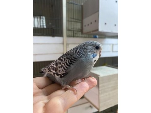Ele omuza alıştırmalık yavru muhabbetkuşlarımız