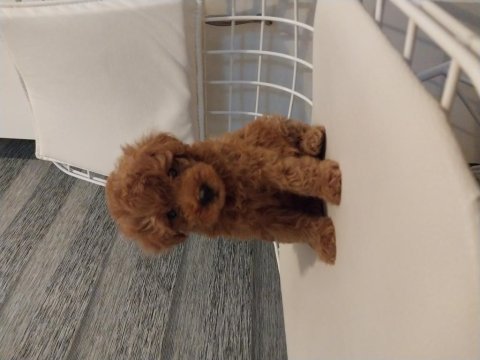 Toy poodle garantili