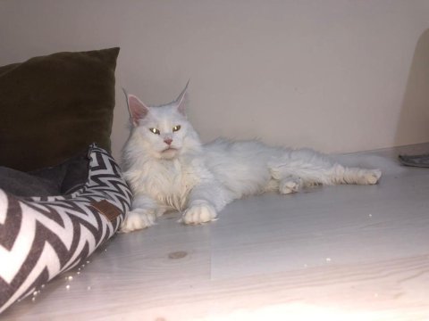 Beyaz maine coon 2 yaşında dişi kedimiz