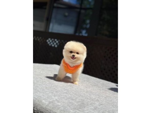 Teacüp pomeranian boo yavrumuz 