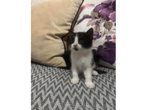 British shorthair yavrular