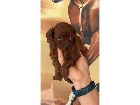 Sevgi dolu ailelerimiz için poodle bebekler
