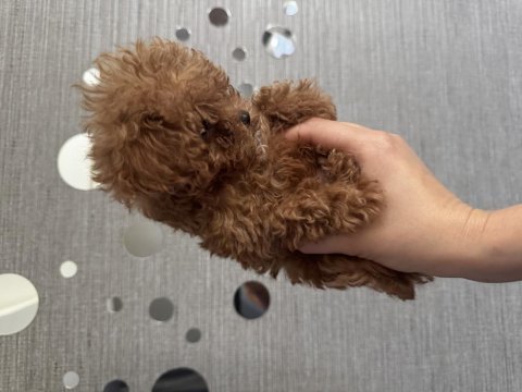 Tuvalet eğitimli evde büyüyen poodle yavrular