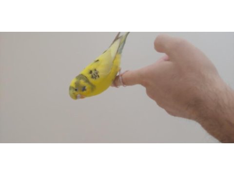 9 aylık dişi limon muhabbet kuşu