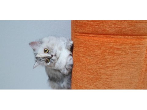 Biblo kadar güzel british longhair