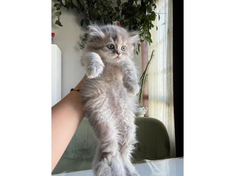 Son bir dişi british longhair sizi bekliyor