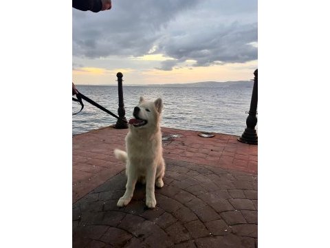 6 aylık safkan samoyed
