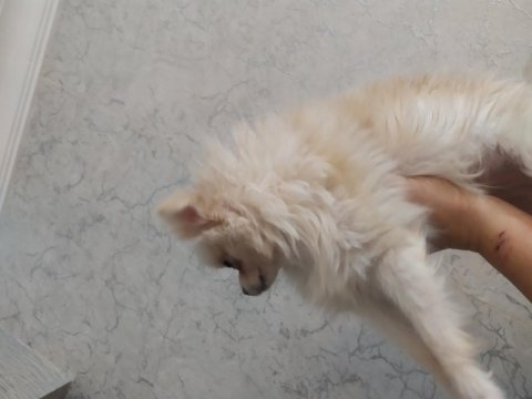 Minik pomeranian köpeğimiz