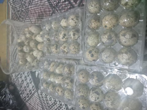 Bıldırcın yumurtası günlük