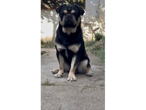 İzmirde başka bu renkte pug yok