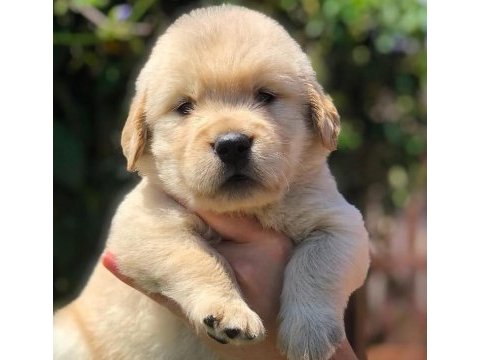 Golden retriever yavru köpekler