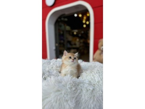 Rezerveye uygun british shorthair yavrular
