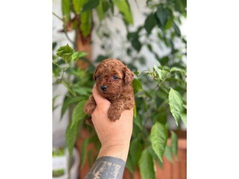 Toy poodle kore kan