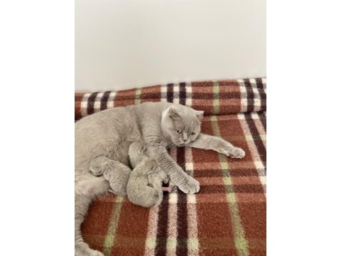 Scottish fold yavrularımız yeni yuvalarına gitmeye hazırlar!