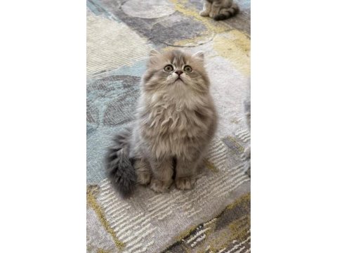 Dünya tatlısı british longhair yavru
