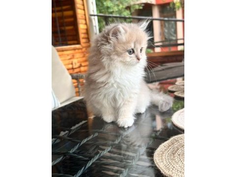 British longhair yavrular