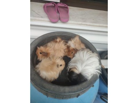 3 dişi ve 1 erkek ginepig