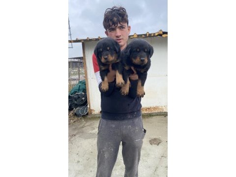 A kalite koca kafa rottweiler yavruları