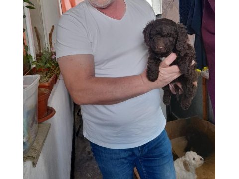Sahibinden poodle yavruları