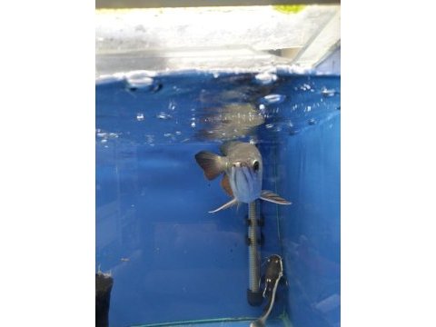 Golden redtail arowana 35-40 cm
