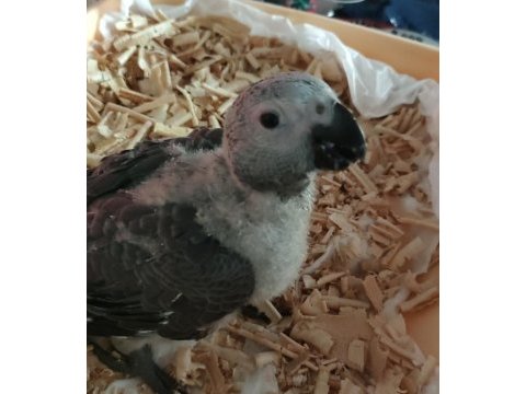Jumbo boy jako papağanı geni yuvasını arıyor