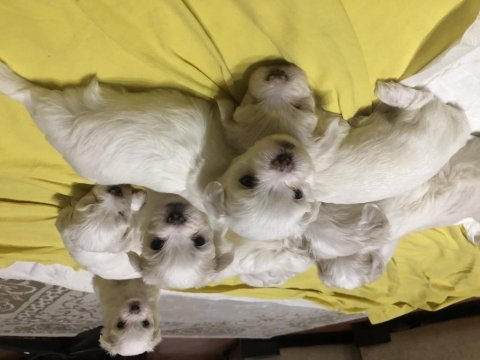45 günlük maltese yavru