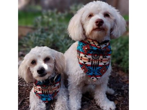 Sempatik maltipoo yavrular