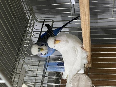 Jumbo çift a kalite muhabbet kuşlar