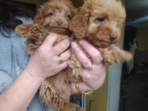Maltipoo yavrular