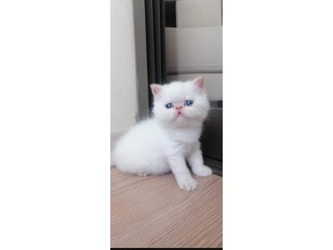 Exotıc yavrularım