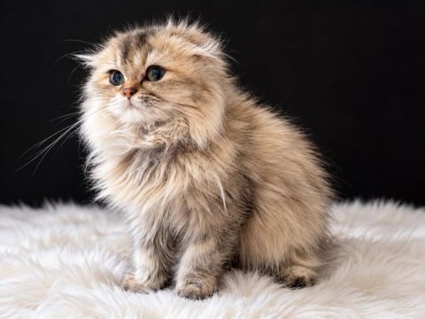 Güzelliğiyle kalpleri fetheden minik scottish fold prenses!