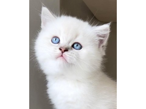 British shorthair yavruları