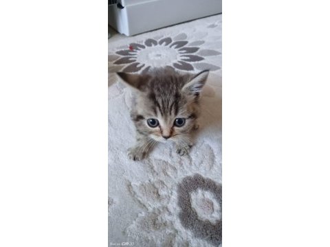 Sahiplendirilecek yavru ve anne kedimiz