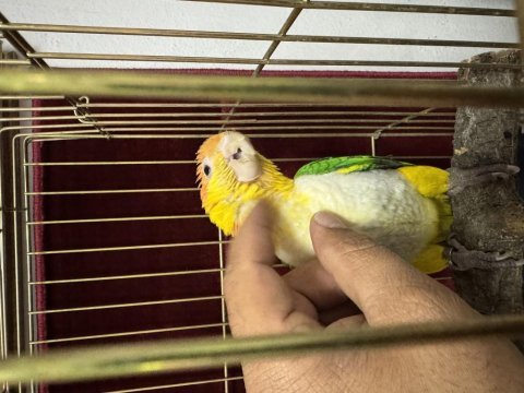 Kuşumuz palyaço yeni yuvasını ve arkadaşını arıyor