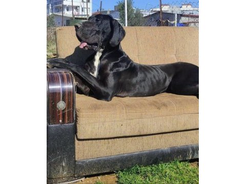 Danua yavrularımız yeni ailelerini bekliyor
