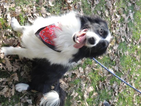 Fcı kıf şecereli mikro çipli 6 aylık aşılı border collie