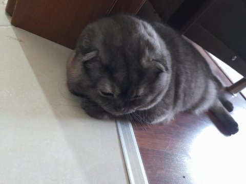 11 aylık scottish fold çok sakin ve sevecen