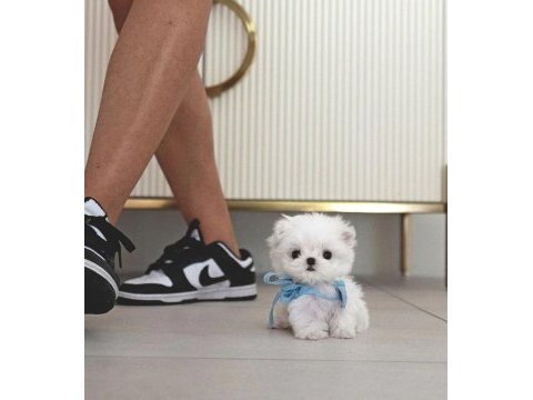 Korea maltese