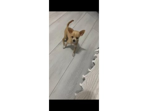 Mini şivava aşılı