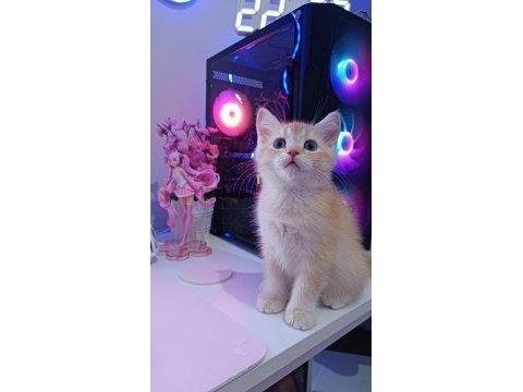 Golden erkek british shorthair