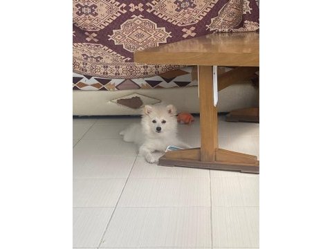 Japon spitz 5 aylık