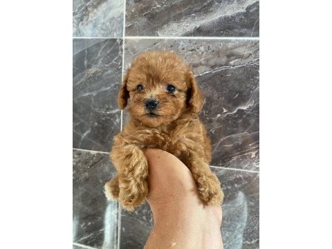 Orjinal minyatür toy poodle yavrular 