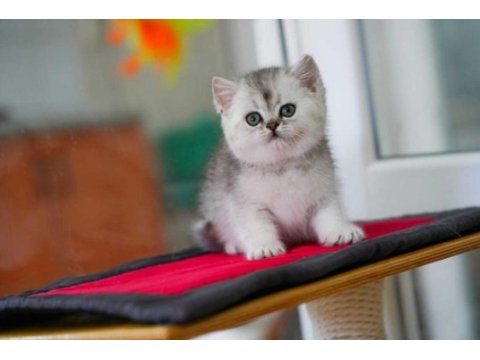 Silver ns24 british shorthair evden