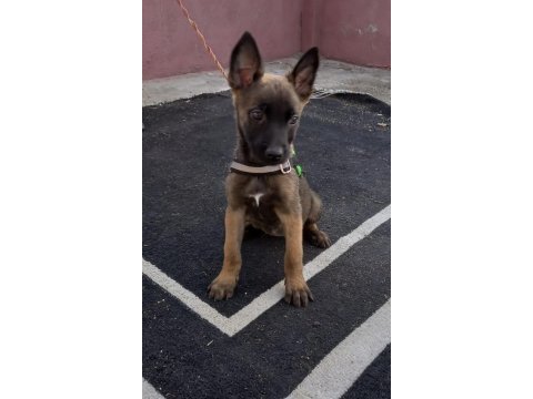 A++belgium malinois