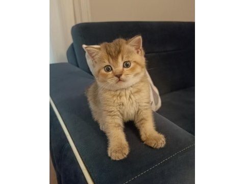 Black golden erkek british shorthair
