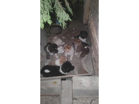 Akita yavruları sahnede