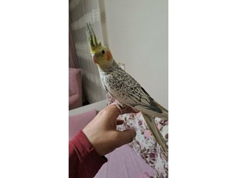 Ele alışkın sultan papağanı
