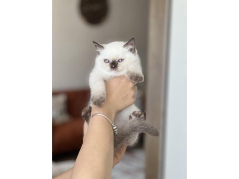 Güzel surat british shorthair red point